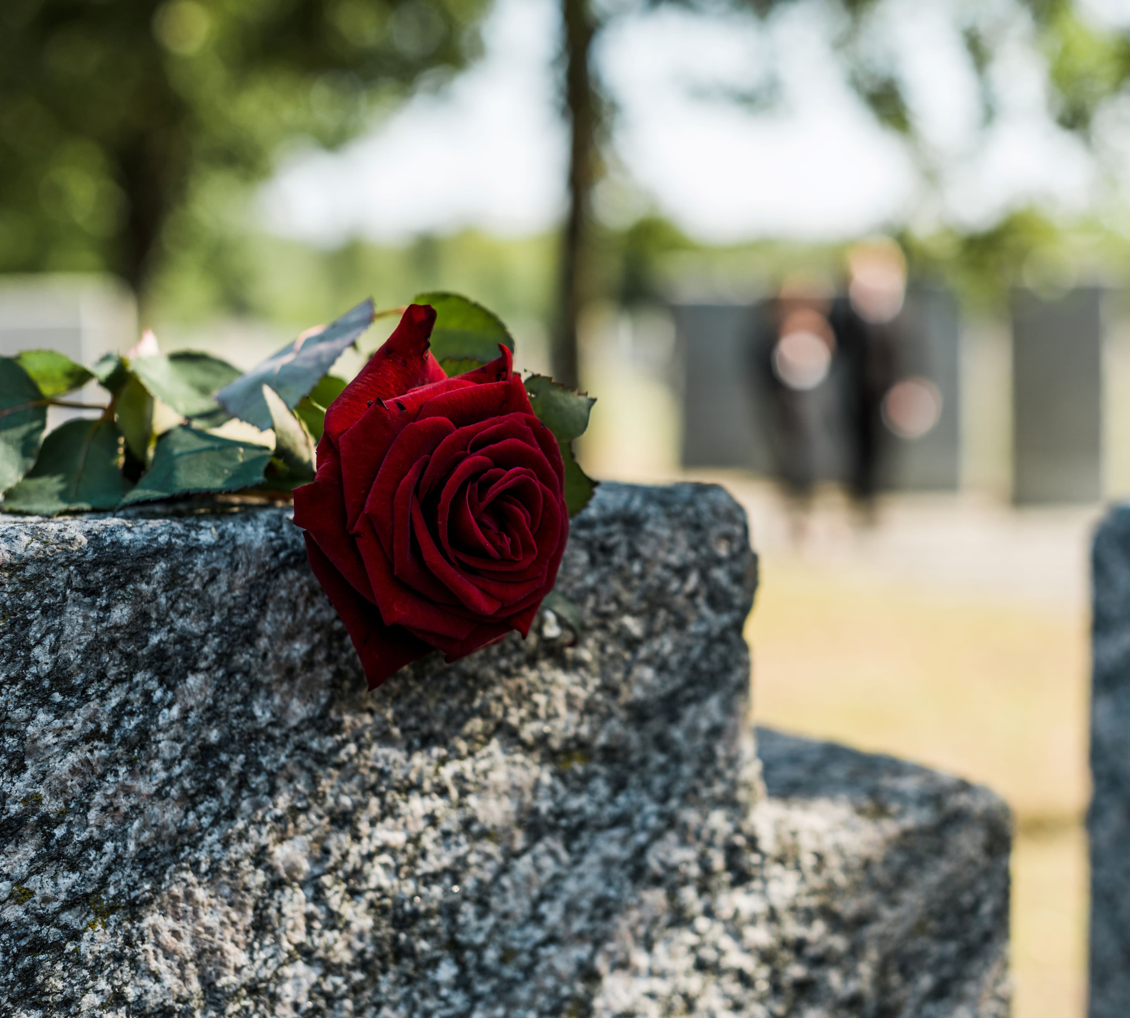 Rote Rose auf Grabstein