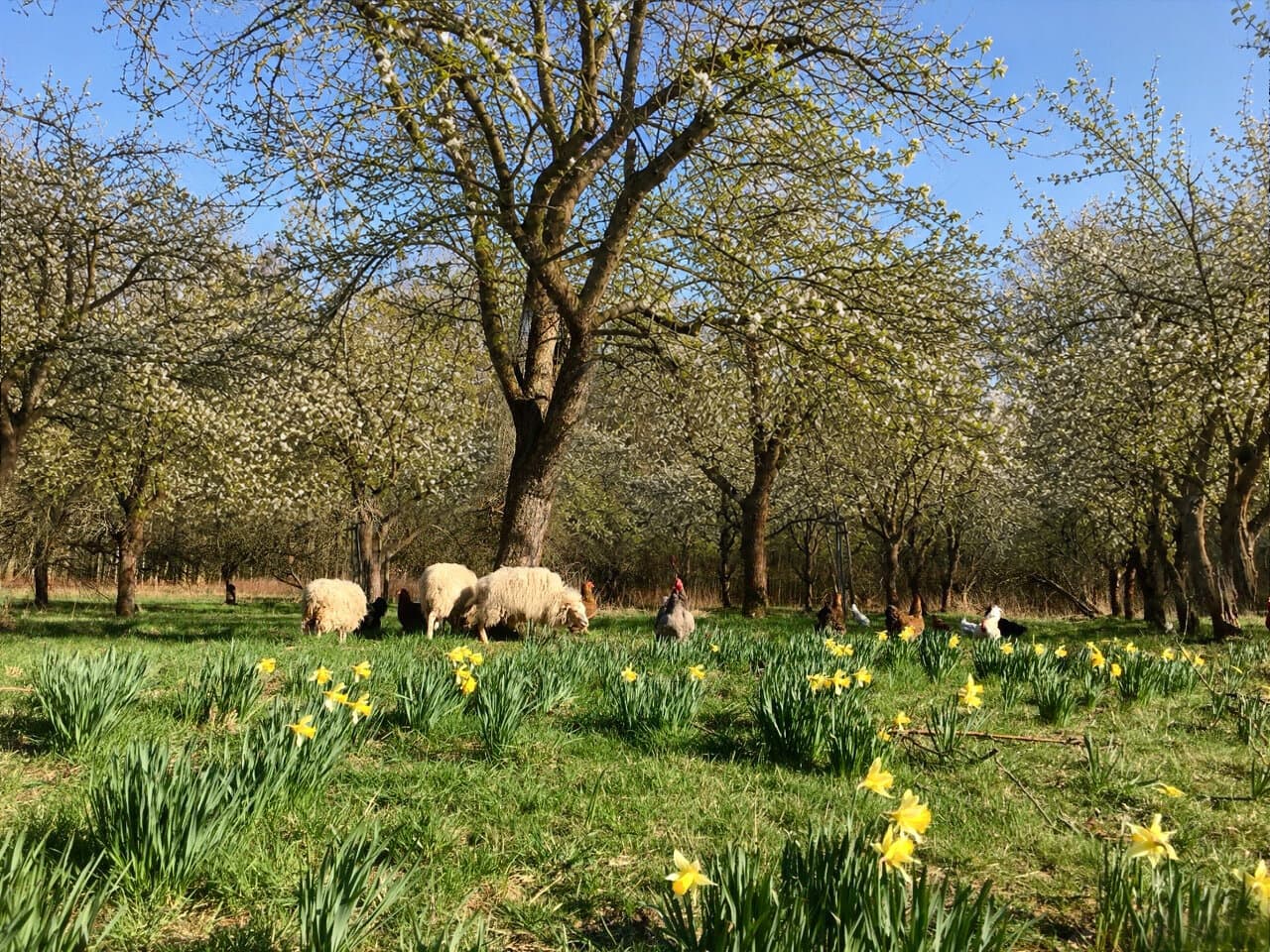 Schafe und Hühner auf Frühlingswiese